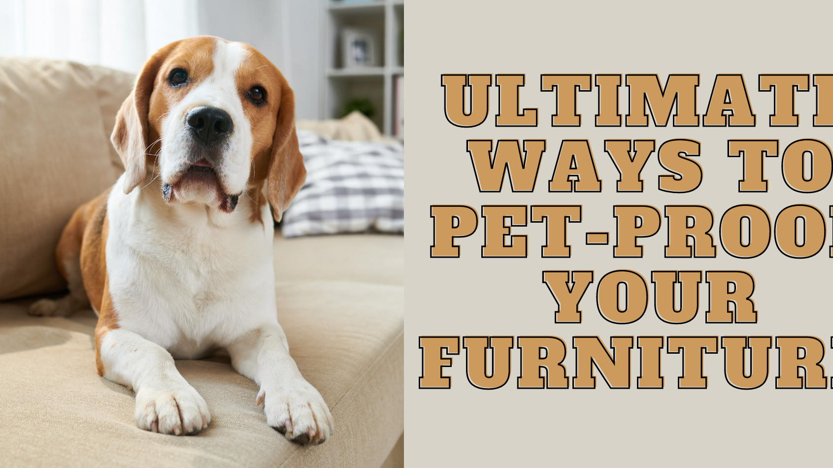 Ultimate Way to Pet-Proof Your Furniture