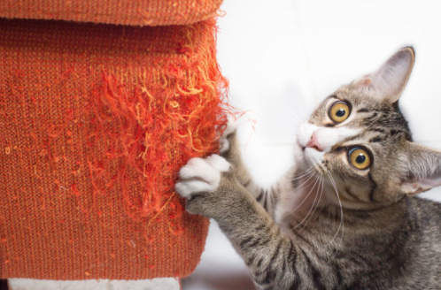 Cat ruining couch